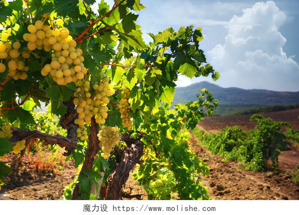 葡萄农场生长在葡萄藤上的新鲜有机葡萄特写